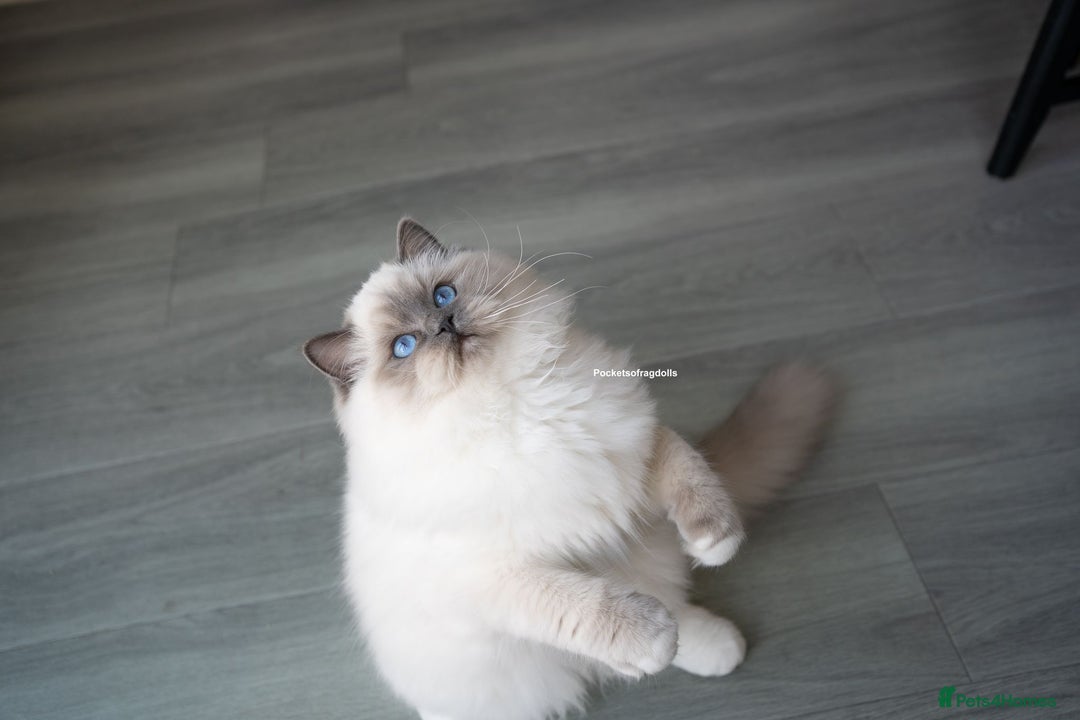Ragdoll cats for sale: From Our Hearts to Yours – Ragdoll Kittens 💕 - Image 14