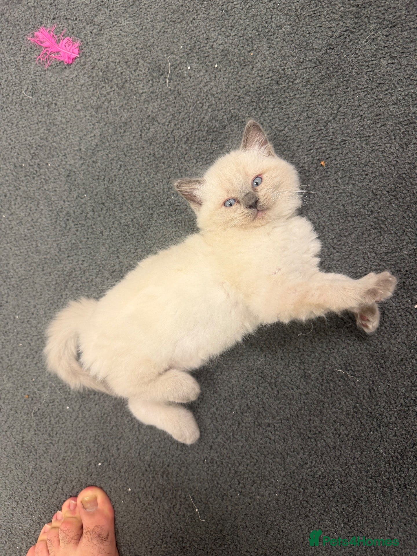 Ragdoll cats 🐾💙 5 Gorgeous Male Ragdoll Kittens for Sale - Advert 2