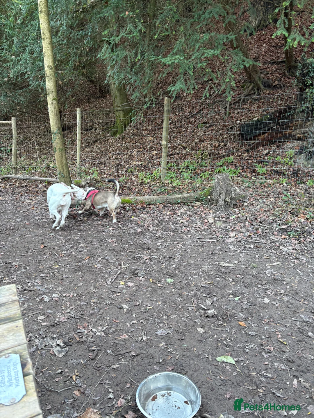 Mixed Breed dogs for sale: 2 loving dogs looking for a new home  - Advert 2