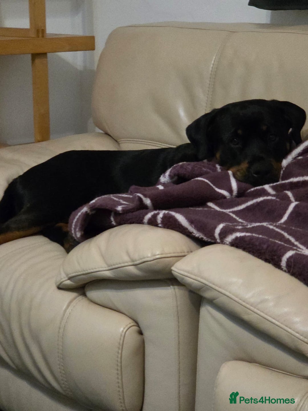 Rottweiler dogs for sale: Female Rottweiler  - Advert 3