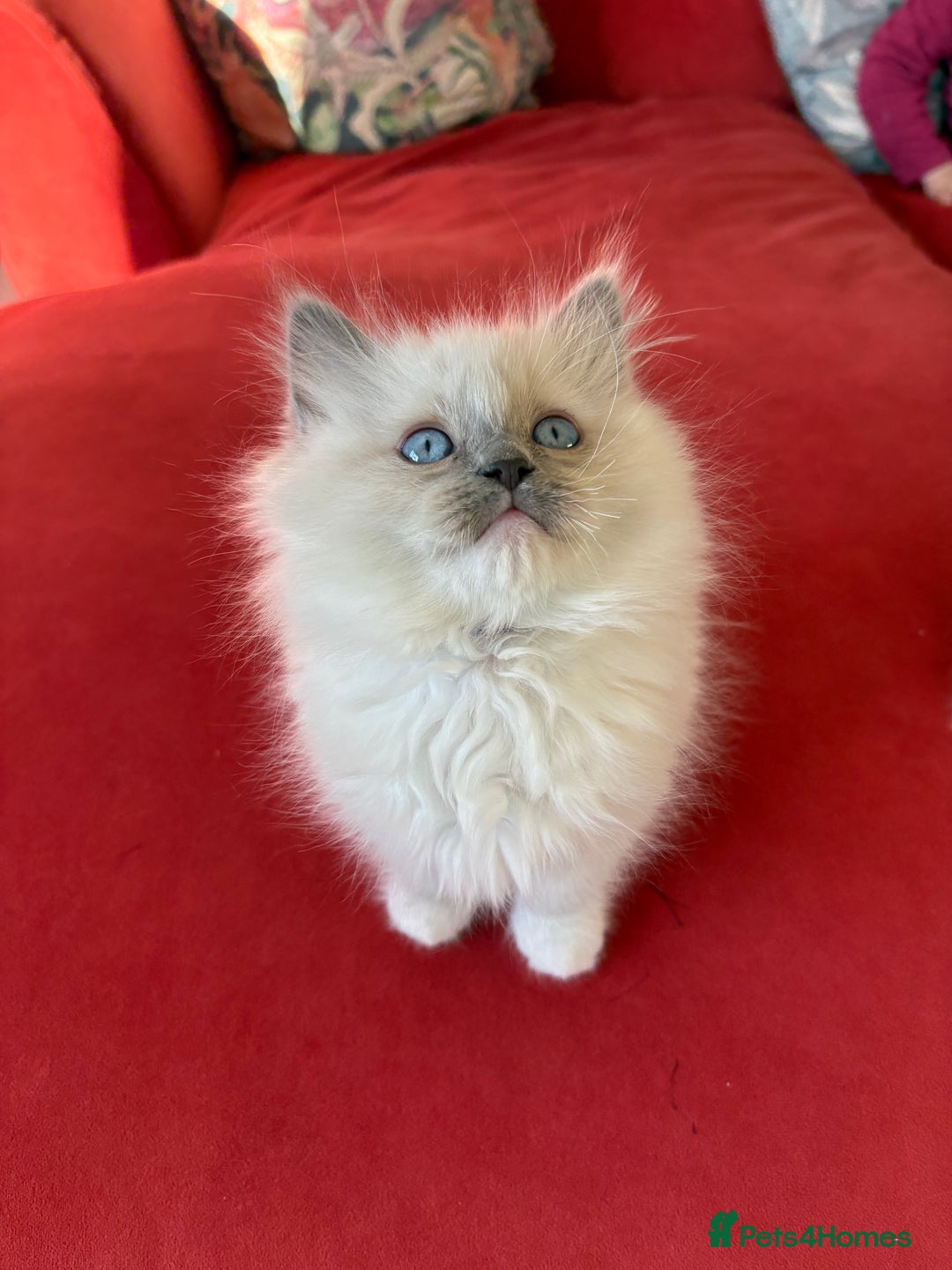 Ragdoll cats for sale: Blue GCCF pedigree Ragdoll kittens - Advert 10