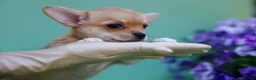 Chihuahua dogs for sale: 🐾Chihuahua Girls ready for forever loving homes - Advert 20