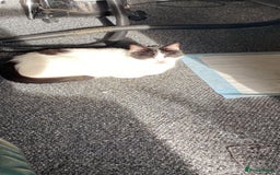 Mixed Breed cats for sale: Patch  - Image 1