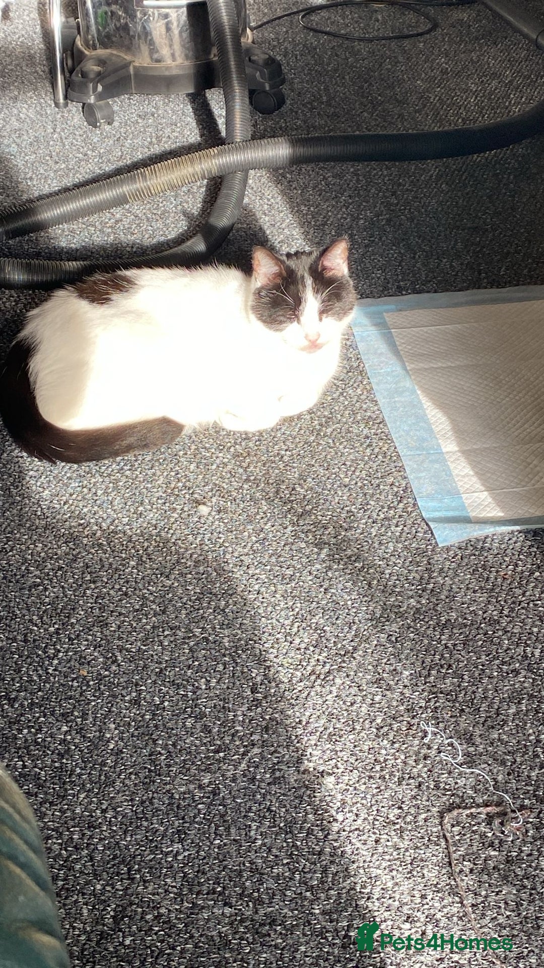 Mixed Breed cats for sale: Patch  - Image 1