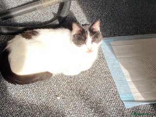 Mixed Breed cats - Advert 29