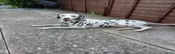 Dalmatian dogs for sale: Nila a lovely Dalmatian needs a good home in Worcester - Advert 14