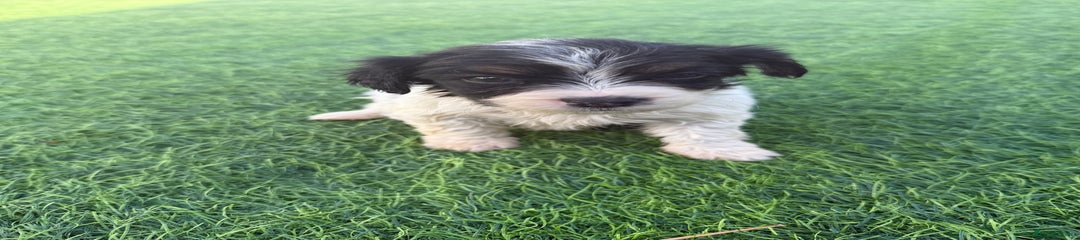 Cockerjack Puppy 7