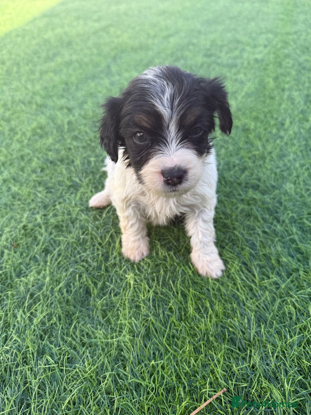 Mixed Breed dogs for sale: 7 stunning cockerjack puppies  - Image 13