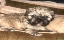 Shih Tzu dogs for sale: shihtzu  - Image 6