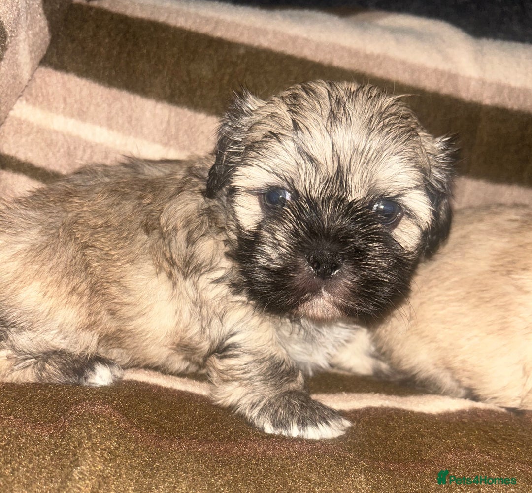 Shih Tzu dogs for sale: shihtzu  - Image 6