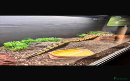Python Snake reptiles for sale: Ball python for sale  - Image 1
