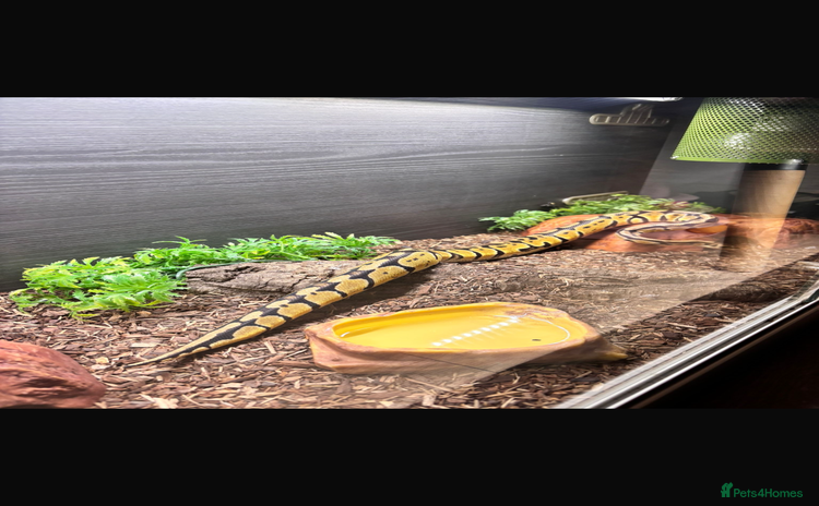 Python Snake reptiles - Advert 3