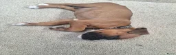 Boxer dogs for sale: Boxer puppies kc registered 5 star council licence - Advert 9