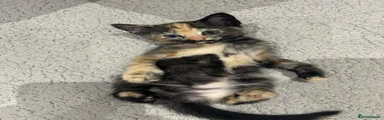 Siamese 1