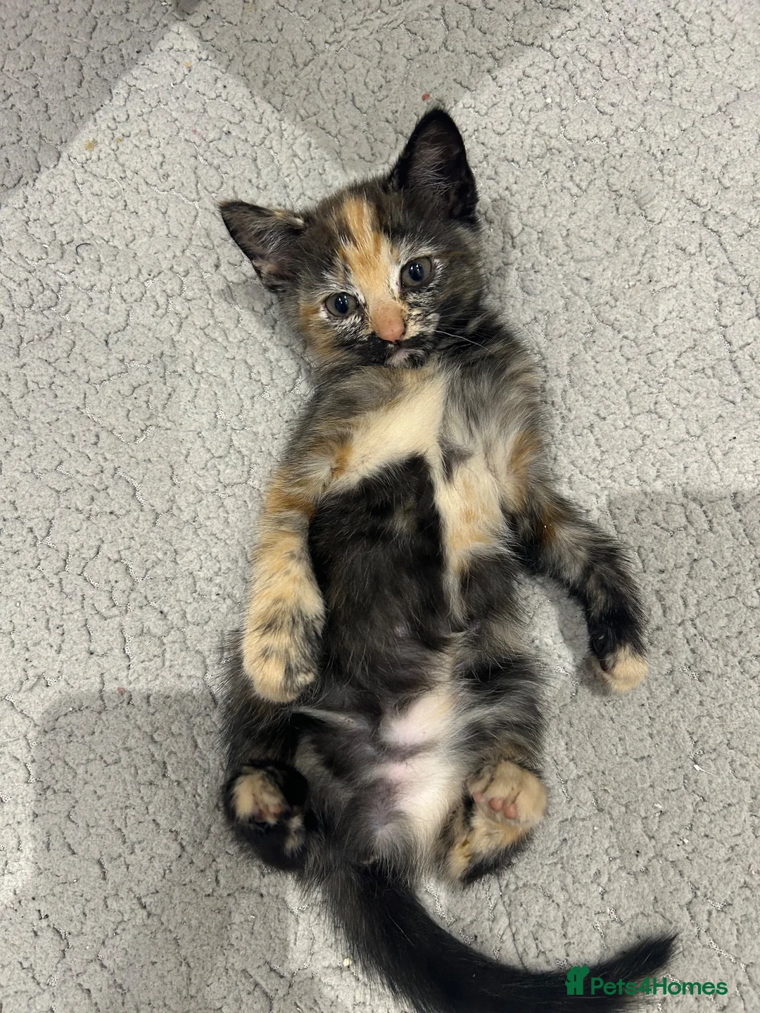 Siamese cats for sale: Siamese x maincoon - Advert 2