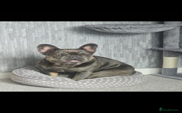 French Bulldog dogs for sale: Loving Frenchie looking for her forever home - Image 2