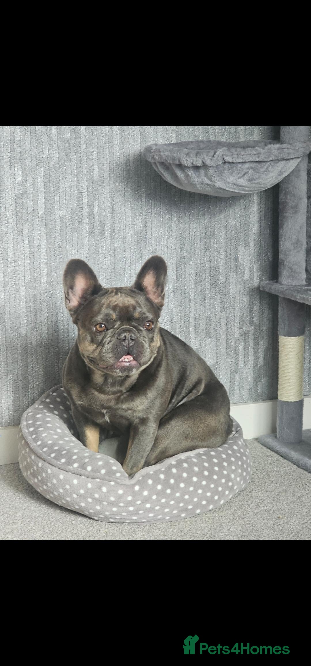 French Bulldog dogs for sale: Loving Frenchie looking for her forever home - Image 2