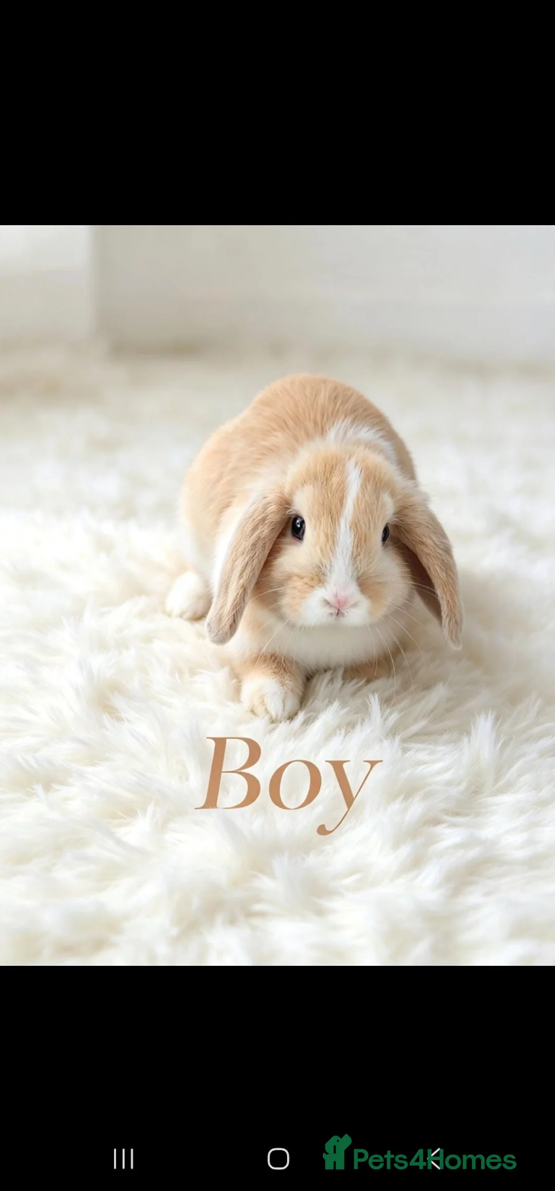 Mini Lop rabbits for sale: 4 adorable bunnies  in Leicester - Advert 4