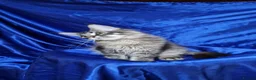 Maine Coon cats for sale: Registered Pedigree Maine Coon Kittens for sale  - Advert 3