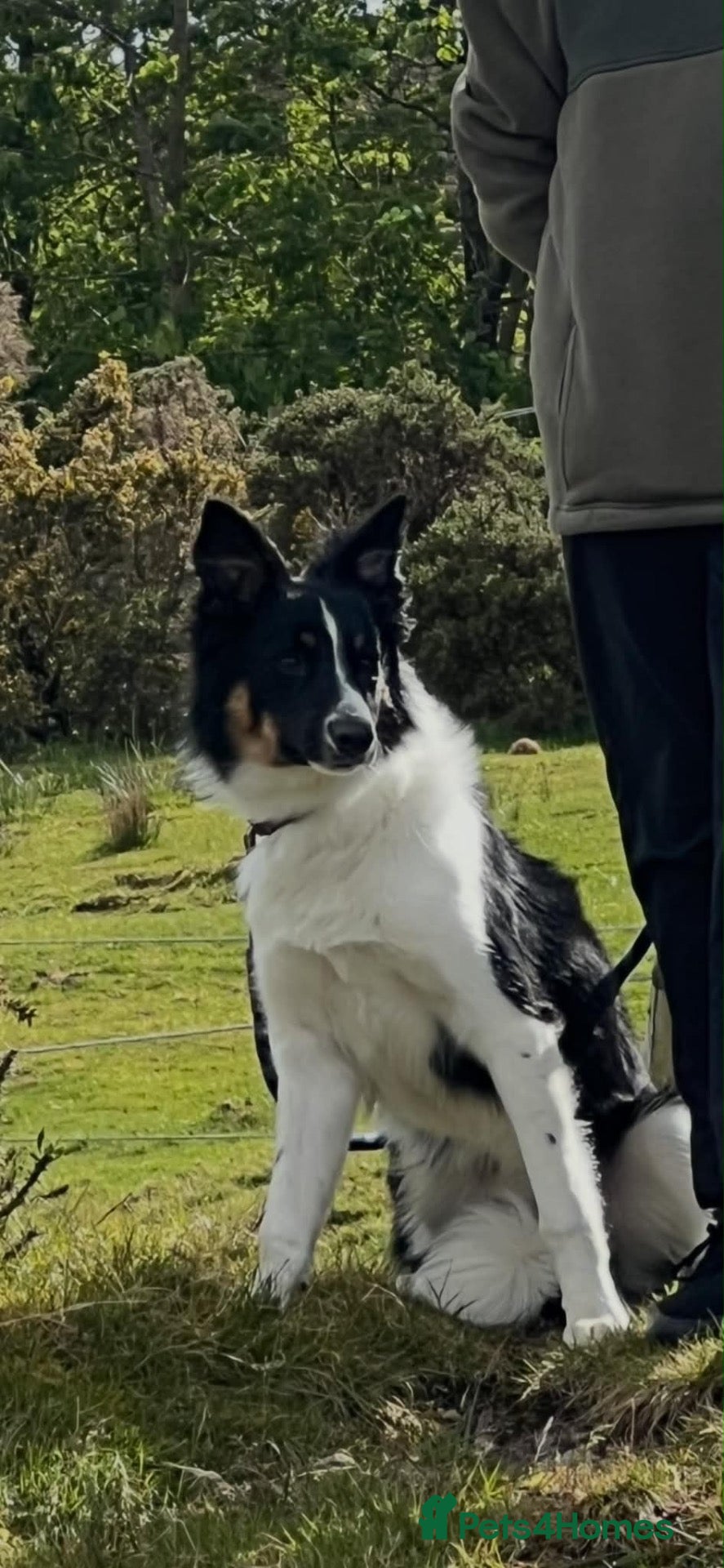 Border Collie dogs One year old Border Collie  - Advert 1