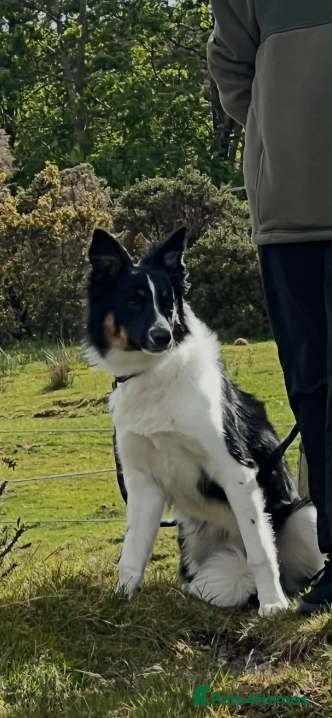 Border Collie dogs for sale: One year old Border Collie  - Advert 1
