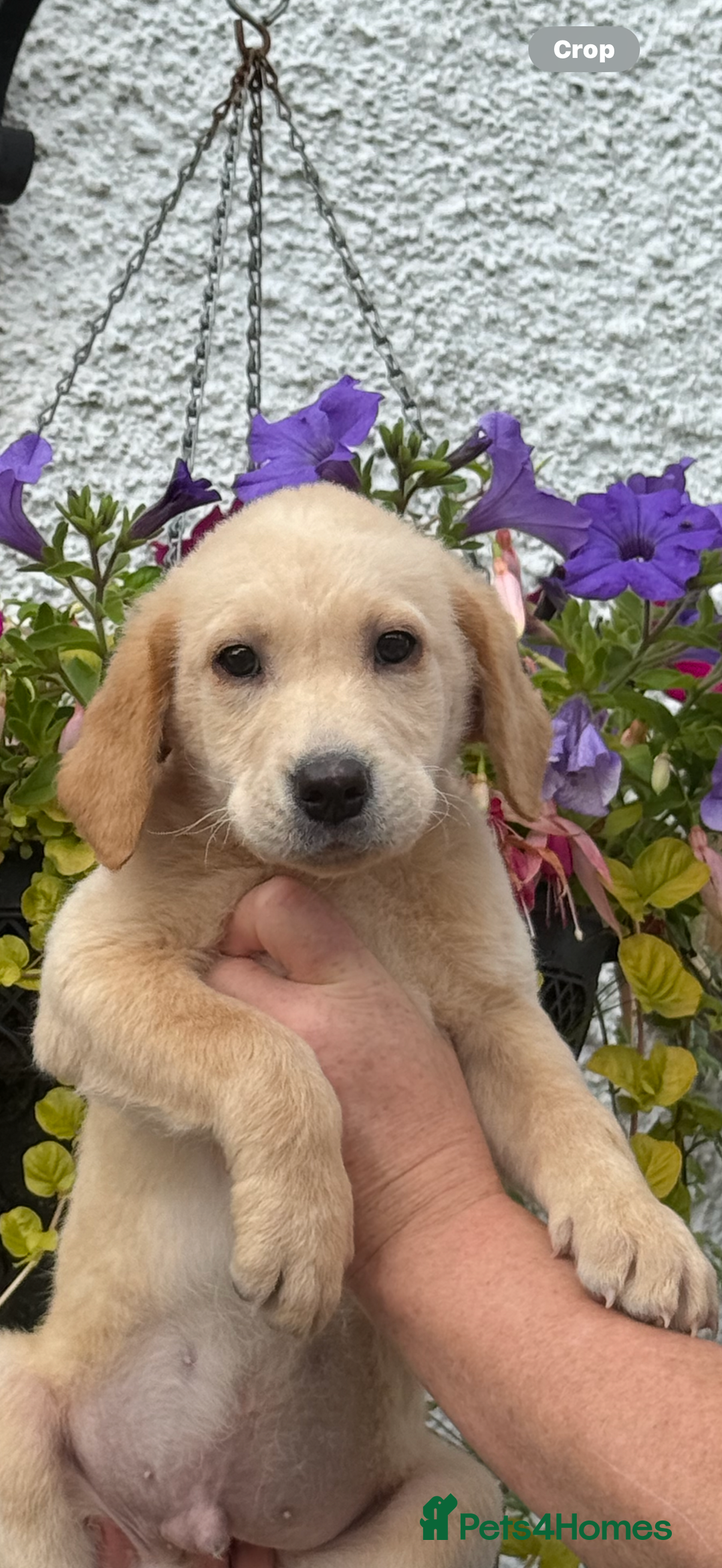 Labrador Retriever dogs for sale: READY NOW Cracking Labradors Retrievers  in Lanark - Image 5