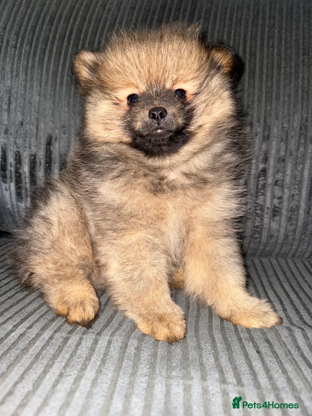 Pomeranian dogs for sale: Fully Vaccinated Orange Sable Boy Pomeranian 💙 - Advert 11