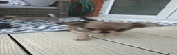 Chihuahua dogs for sale: Three Amigos - Longhaired Chihuahua Male Pups  - Advert 22
