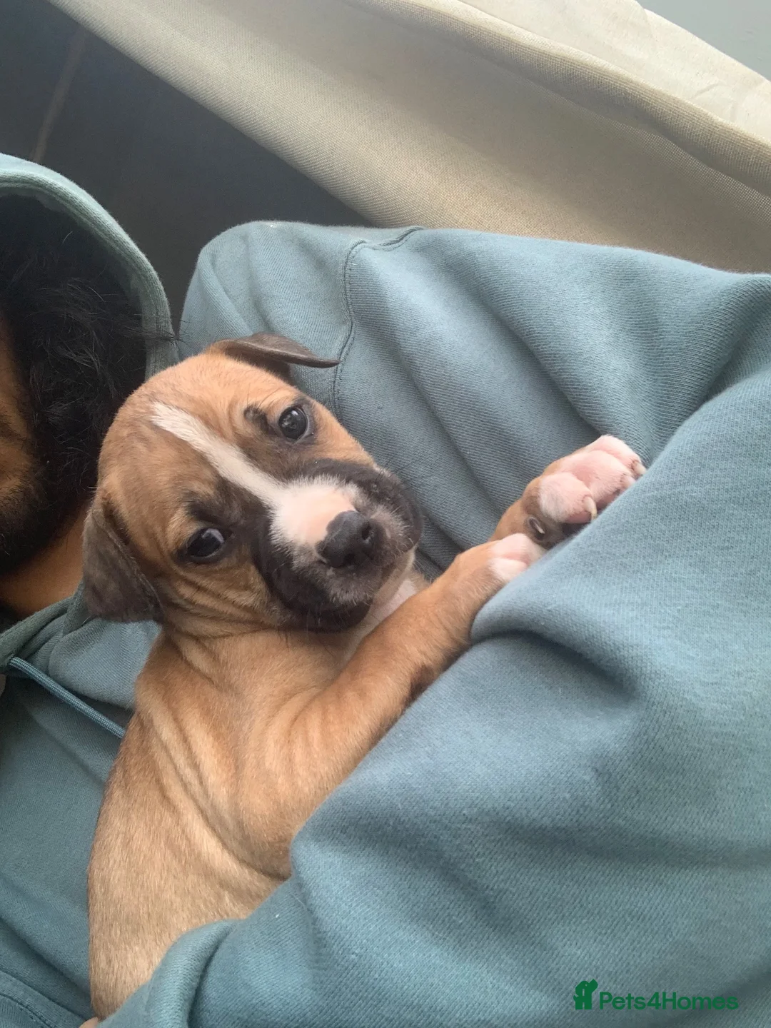 Mixed Breed dogs for sale: Staffy x puppies  - Advert 2