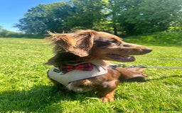 Miniature Dachshund dogs for sale: Chocolate Tan/dapple Miniature Dachsund - Image 2