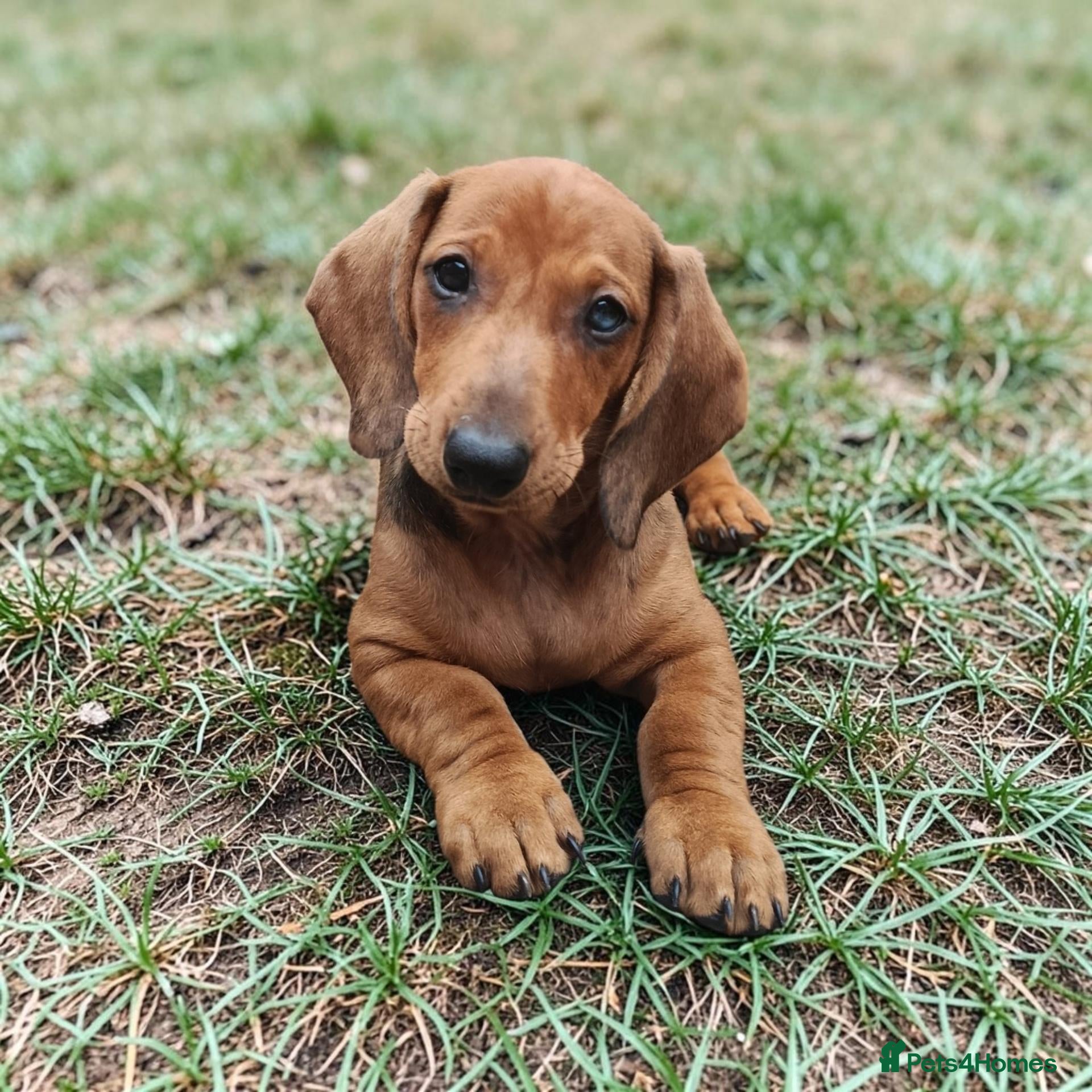 Dachshund dogs Champion Bloodline Standard Dachshund - Advert 2