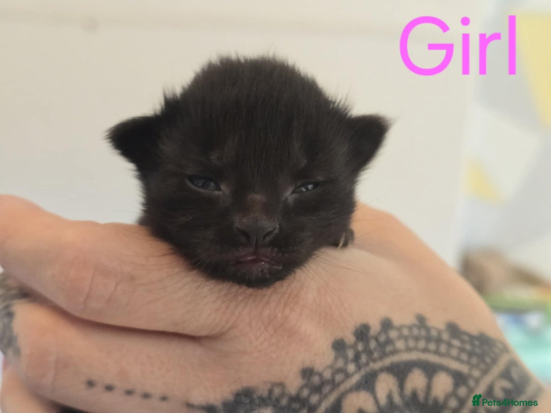 Mixed Breed cats for sale: Adorable Kittens Looking for Their Forever Homes - Image 10