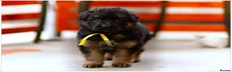German Shepherd dogs for sale: LONGHAIRED SHOW TYPE GSD PUPPIES KC DNA - Advert 4