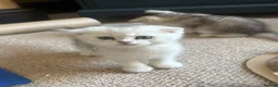 Scottish Fold cats for sale: ❤️SCOTTISH FOLD/STRAIGHTS SILVER CHINCHILLA ❤️ - Advert 5