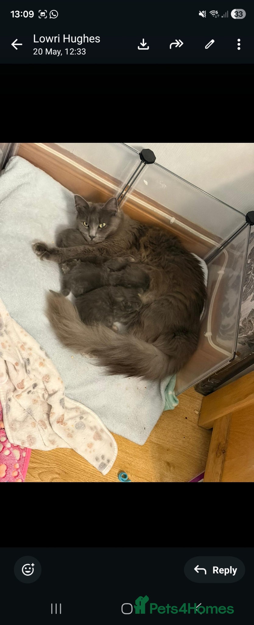 Maine Coon cats for sale: 1 male & 1 female maine coone kittens.  - Advert 9