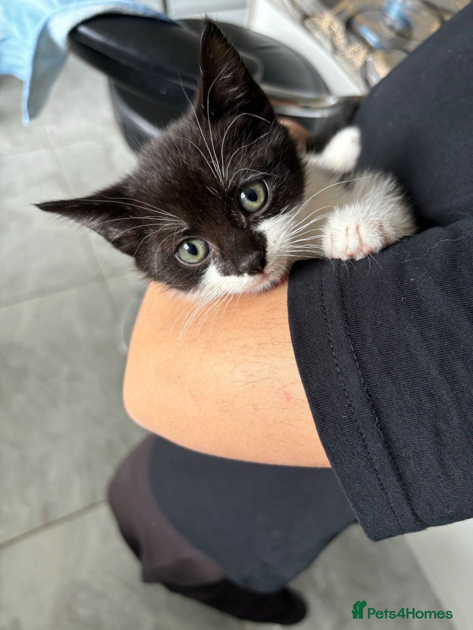 Domestic Shorthair cats Female Domestic shorthair black and white 8 weeks - Advert 1