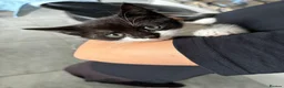Domestic Shorthair cats for sale: Female Domestic shorthair black and white 8 weeks - Advert 1