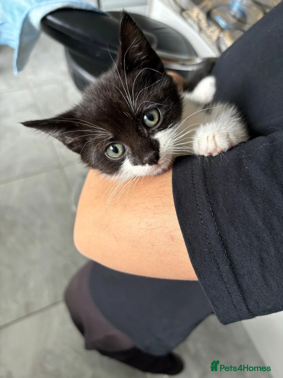 Domestic Shorthair cats for sale: Female Domestic shorthair black and white 8 weeks - Advert 1