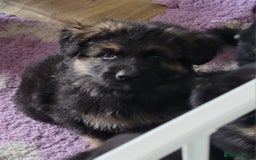 German Shepherd dogs for sale: Superb quality Long coat German Shepherd PuppiesKC - Image 11