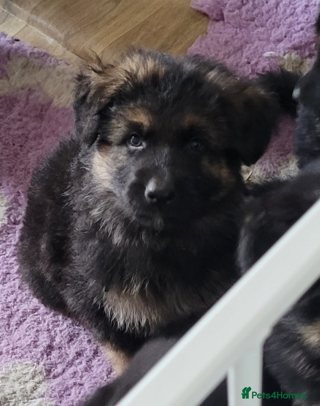 German Shepherd dogs for sale: Superb quality Long coat German Shepherd PuppiesKC - Image 11