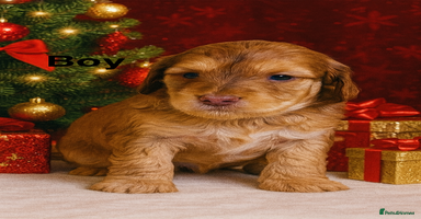 Cockapoo dogs - Advert 10