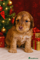 Cockapoo dogs - Advert 10