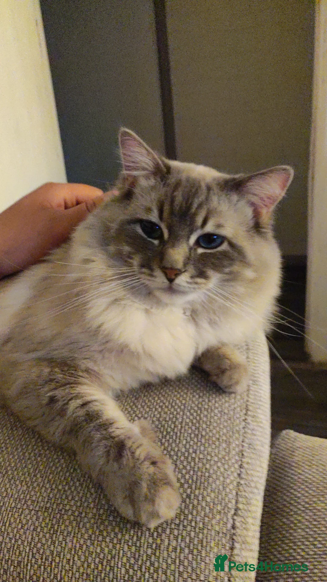 Ragdoll cats for stud: 100% proven boy for stud in Wakefield - Advert 8