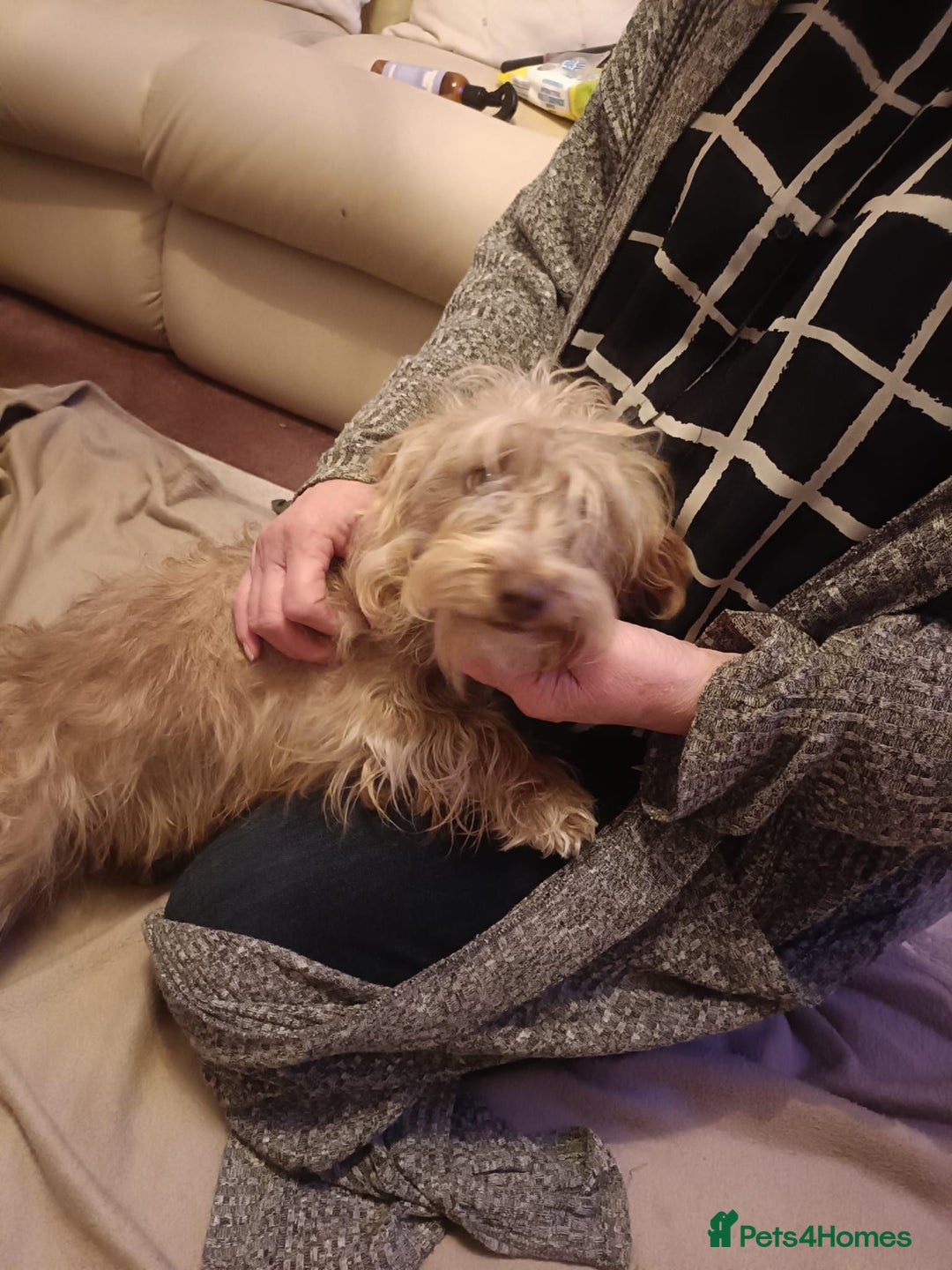 Norfolk Terrier dogs for sale: Norfolk Terrier Puppies  - Image 10
