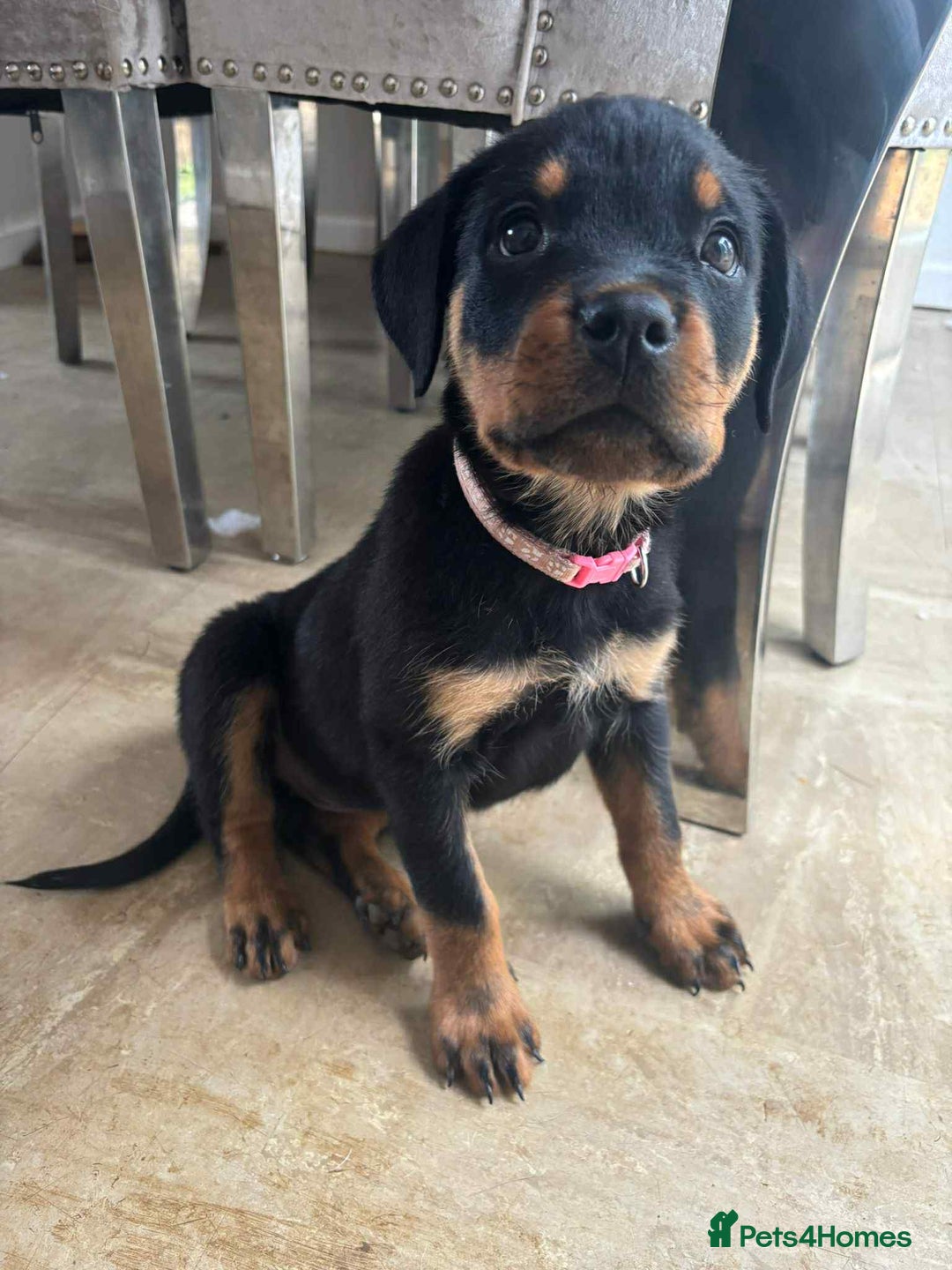 Rottweiler dogs for sale: KC Registered Female Available  - Image 4