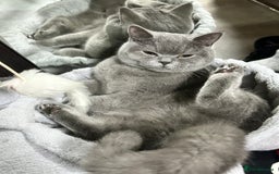 British Shorthair cats for sale: Bella  - Image 1