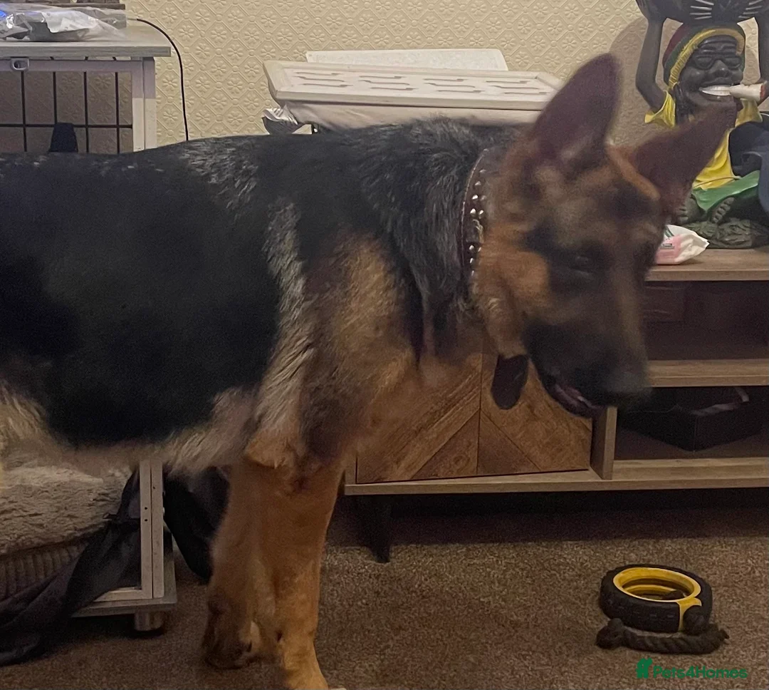 German Shepherd dogs for sale: Male German shepherd  - Advert 2