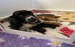 Cocker Spaniel dogs for sale: KC Registered Show Cocker Spaniels - Image 3
