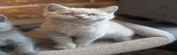 British Shorthair cats for sale: GCCF British Shorthair kittens  - Advert 6