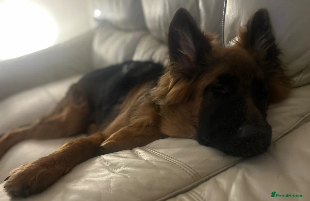 German Shepherd dogs for sale: 6 Month old GSD Puppy - Advert 8